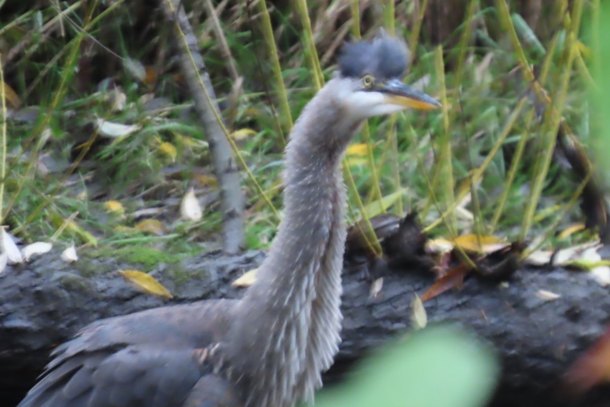 Garza Azulada - ML644344119