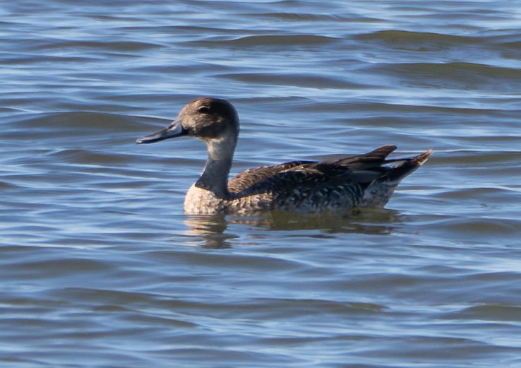 Ánade Rabudo - ML644344121