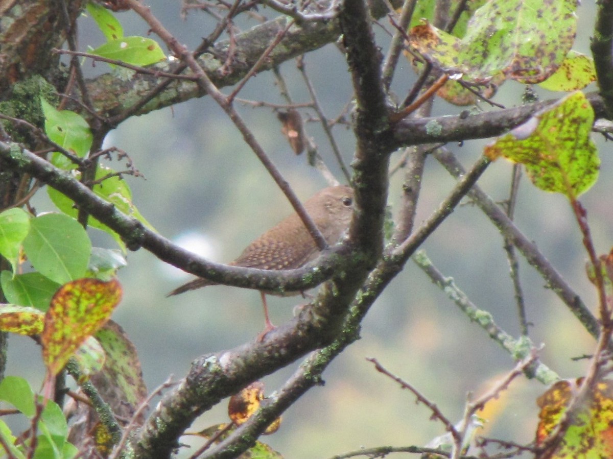 Cucarachero de Carolina - ML644344123