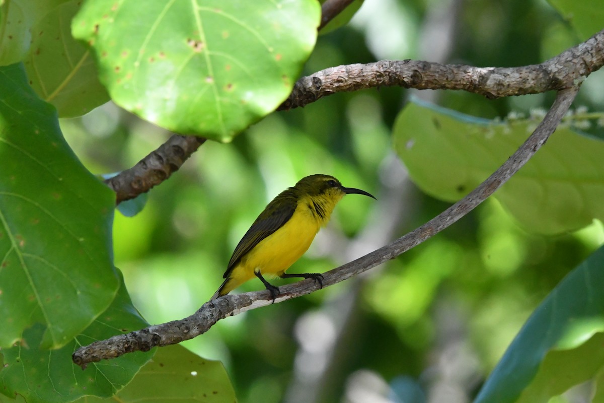 Sahul Sunbird - ML644344124