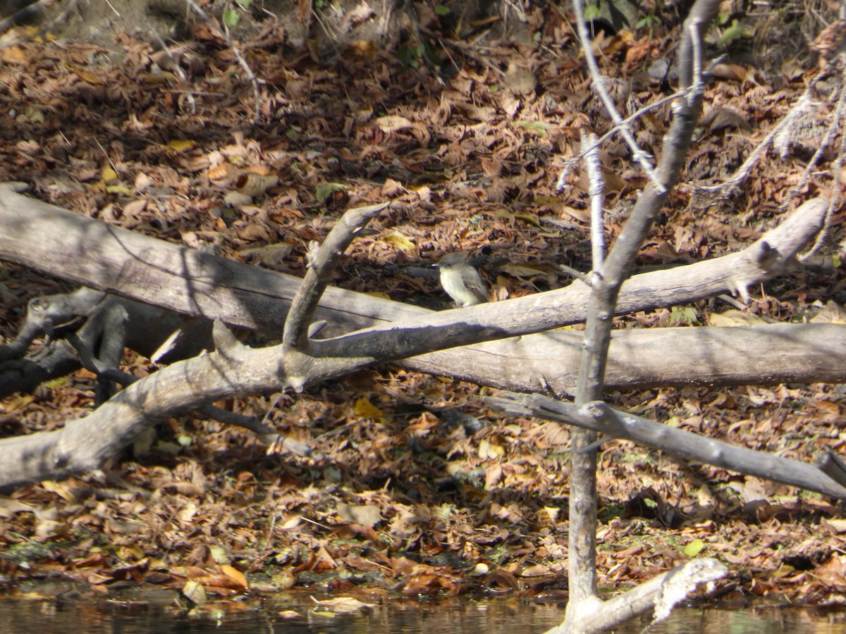 Eastern Phoebe - ML644344126