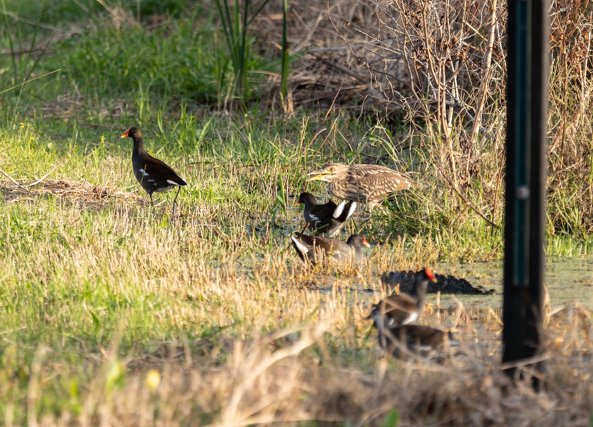 Black-crowned Night Heron - ML644344130