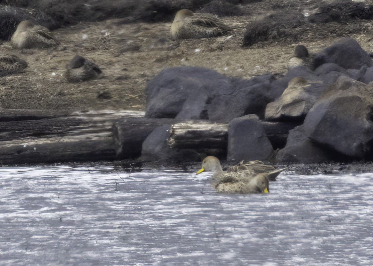 gulnebbstjertand - ML644344140