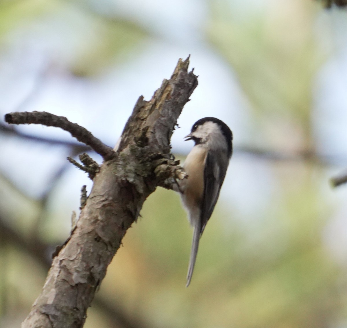 Black-capped Chickadee - ML644344142