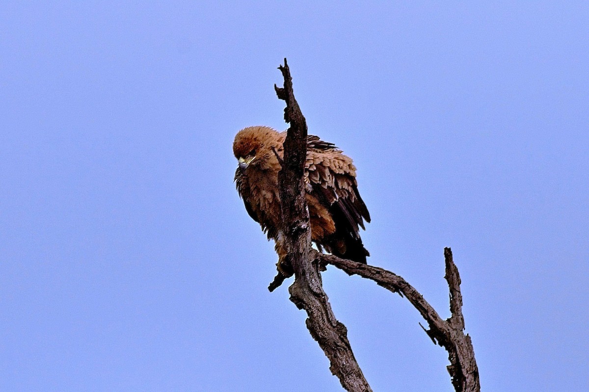 Tawny Eagle - ML644344146