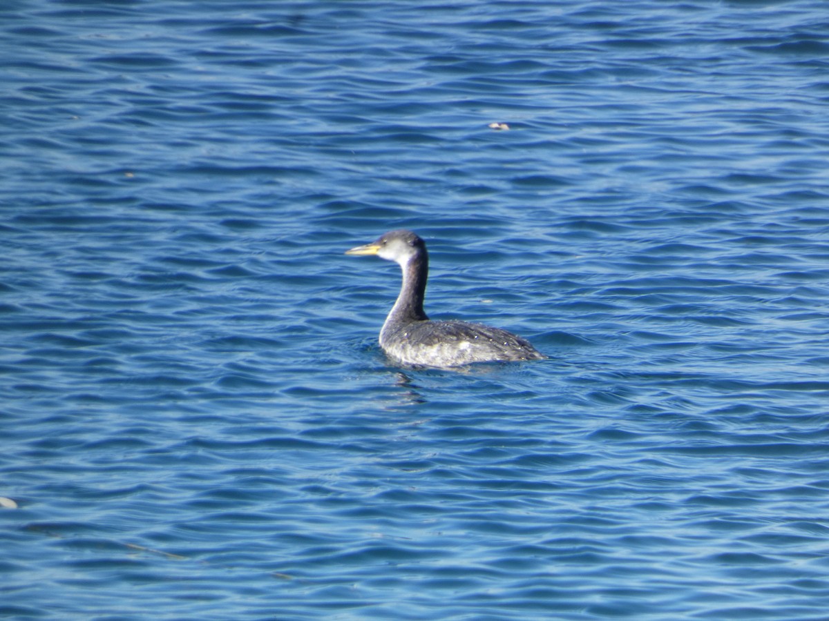 Red-necked Grebe - ML644344152
