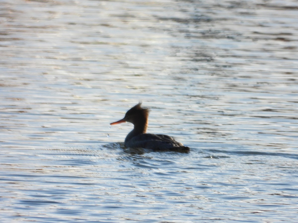 Serreta Mediana - ML644344155