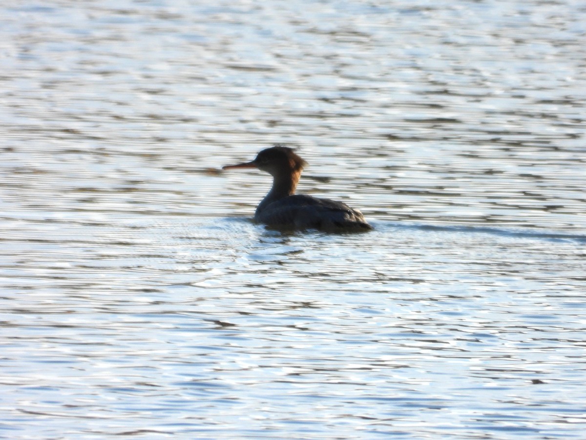 Serreta Mediana - ML644344157