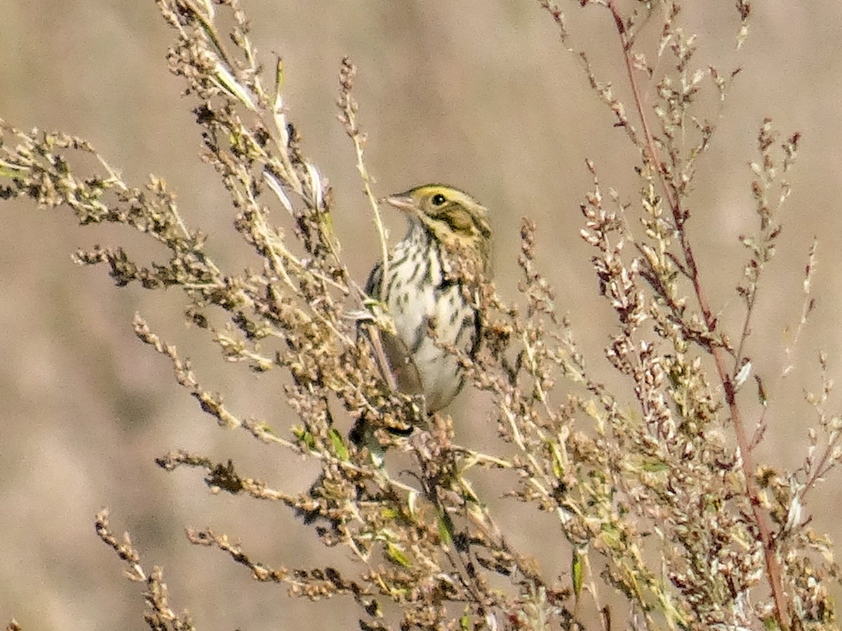 Savannah Sparrow (Savannah) - ML644344158