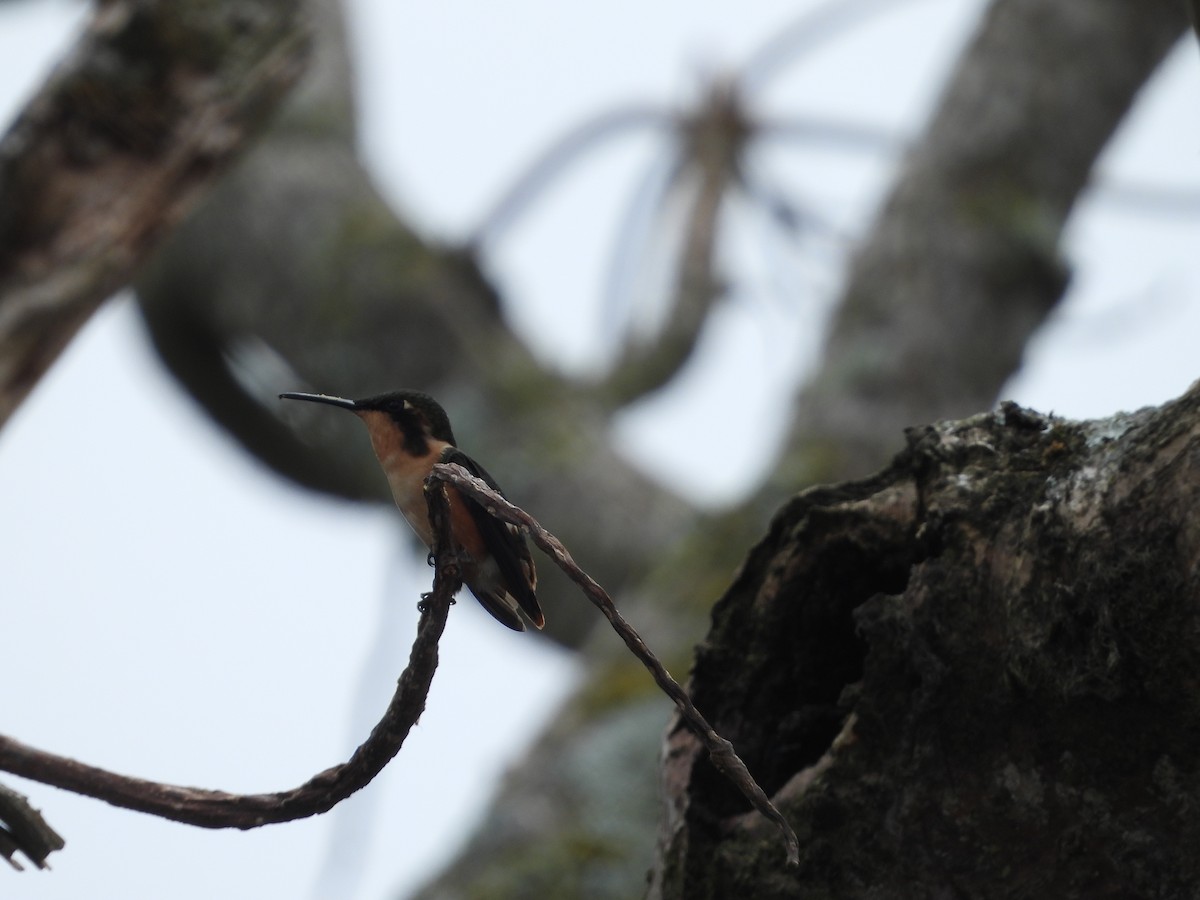 Colibrí de Mulsant - ML644344163