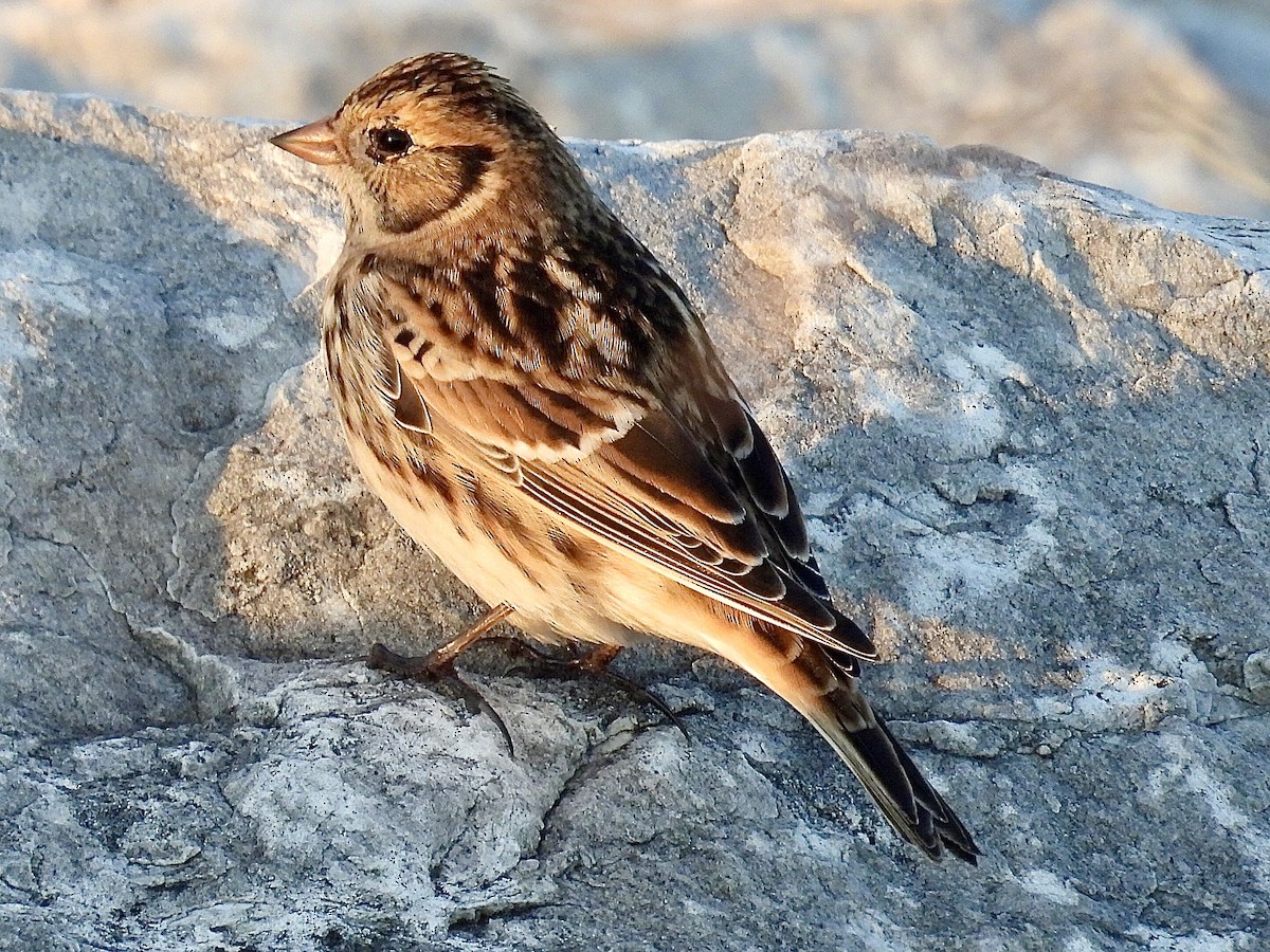 Escribano Lapón - ML644344164