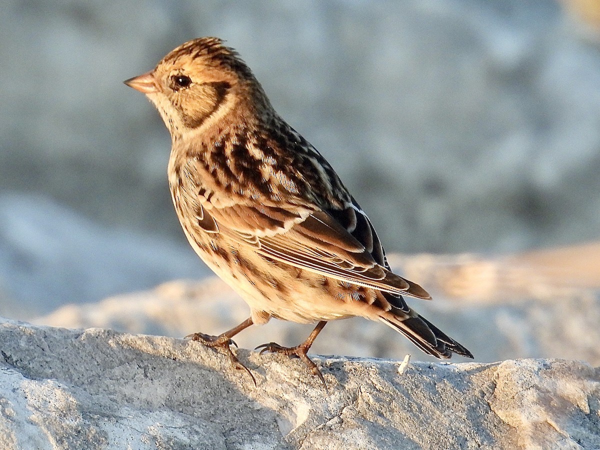 Escribano Lapón - ML644344165