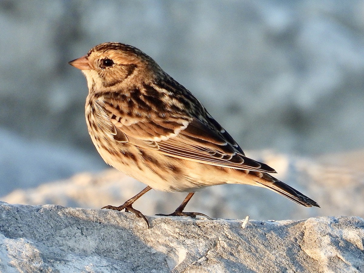 Escribano Lapón - ML644344166