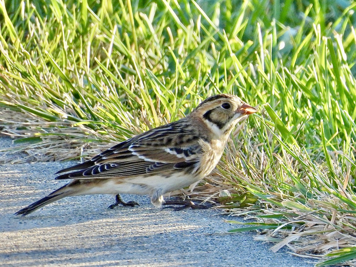 Escribano Lapón - ML644344167