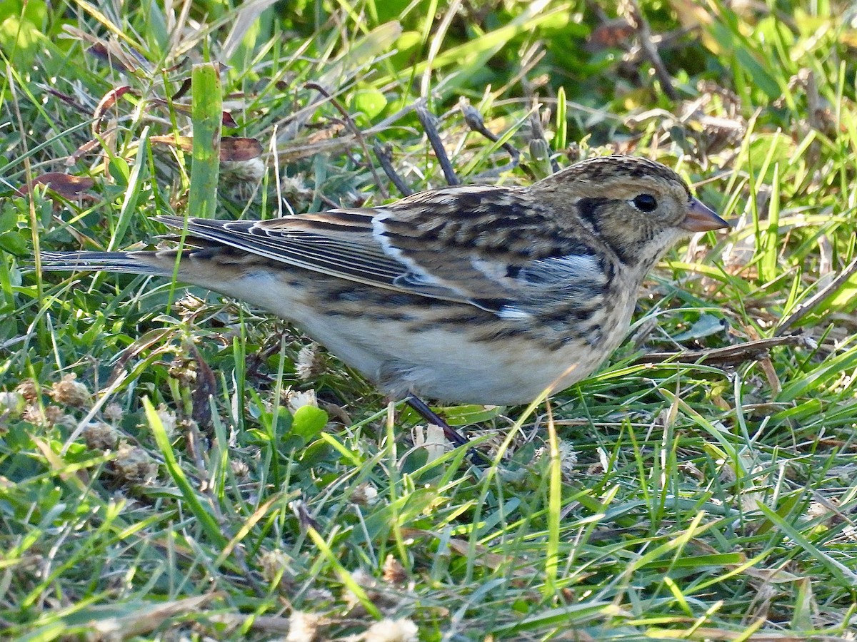 Escribano Lapón - ML644344168