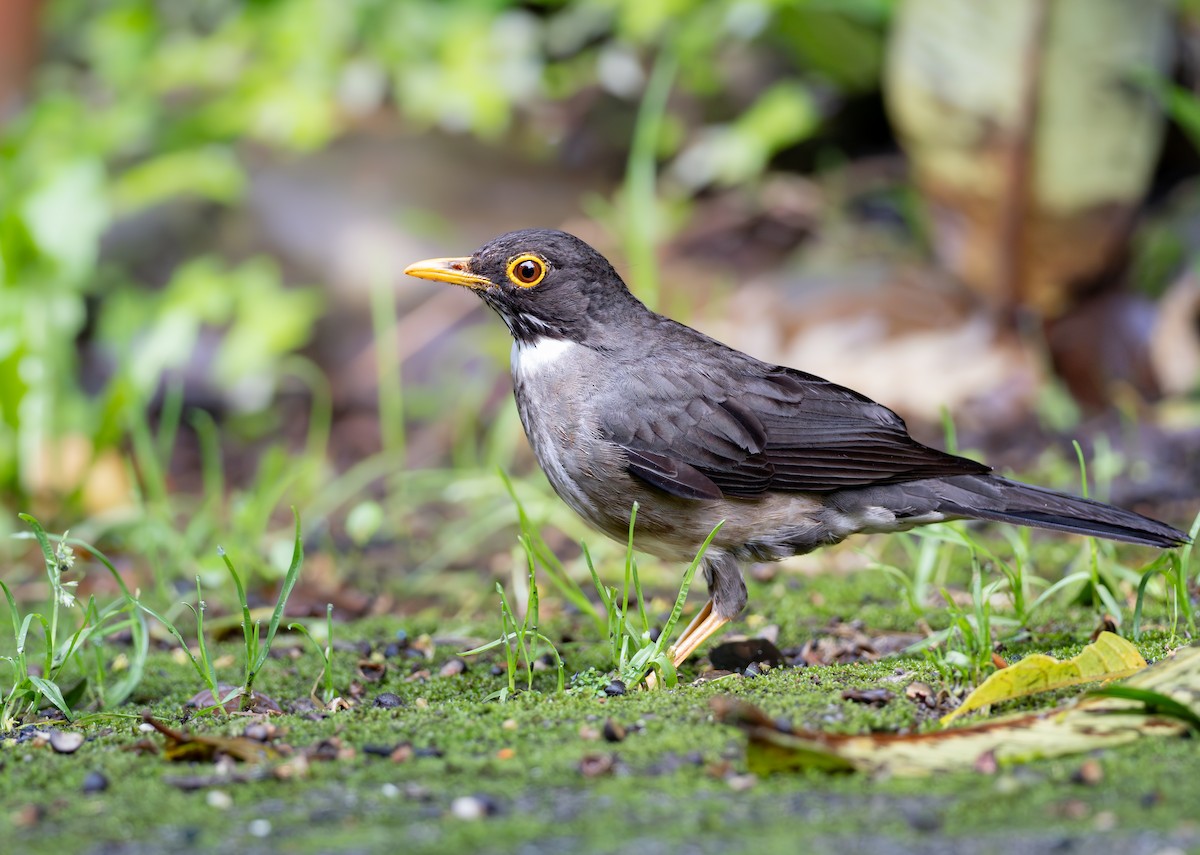 Zorzal Cuelliblanco Norteño - ML644344169