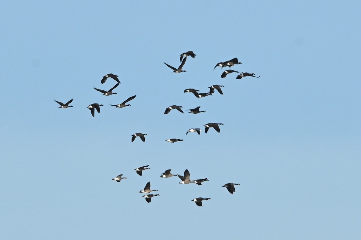 Barnacla Canadiense Grande - ML644344171