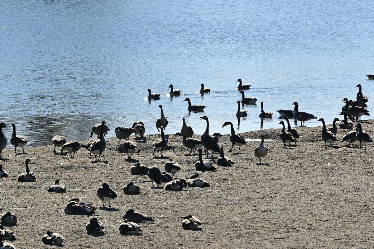 Barnacla Canadiense Grande - ML644344172