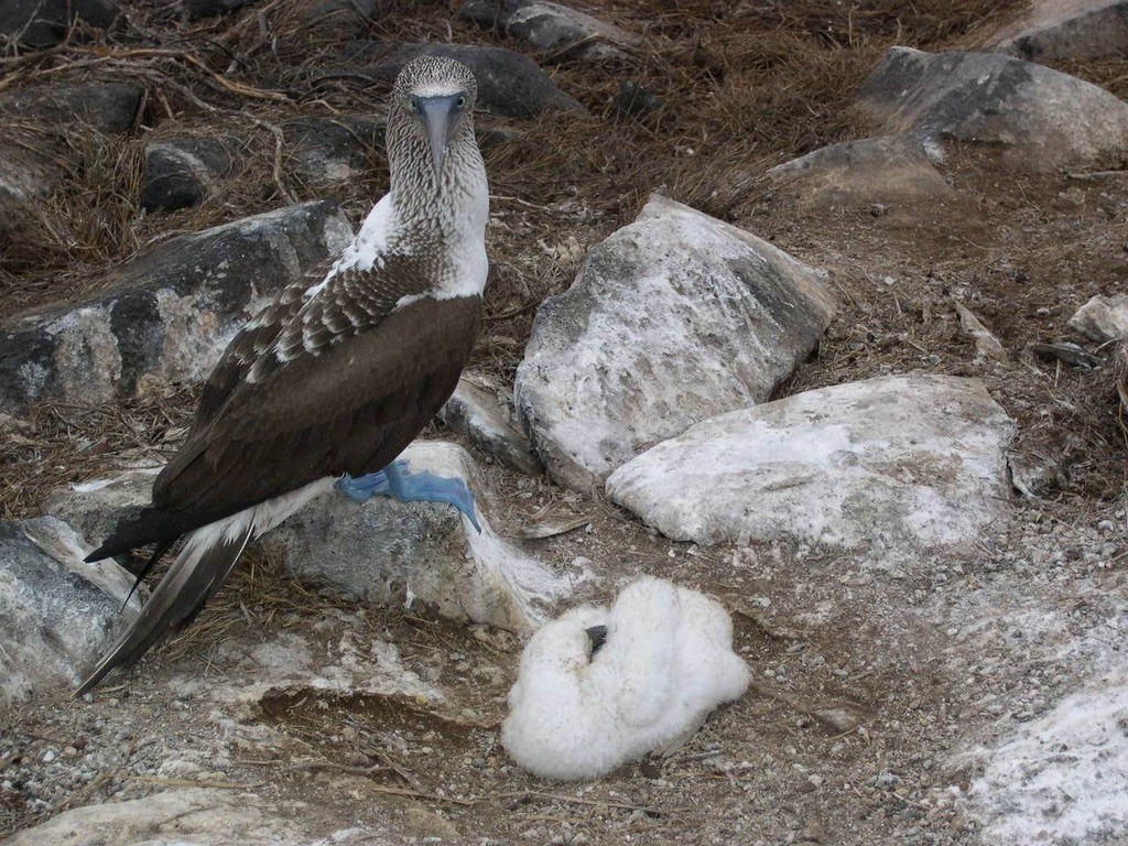 Piquero Camanay - ML644344179