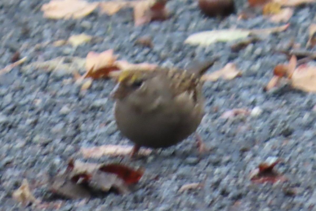 Chingolo Coronidorado - ML644344181