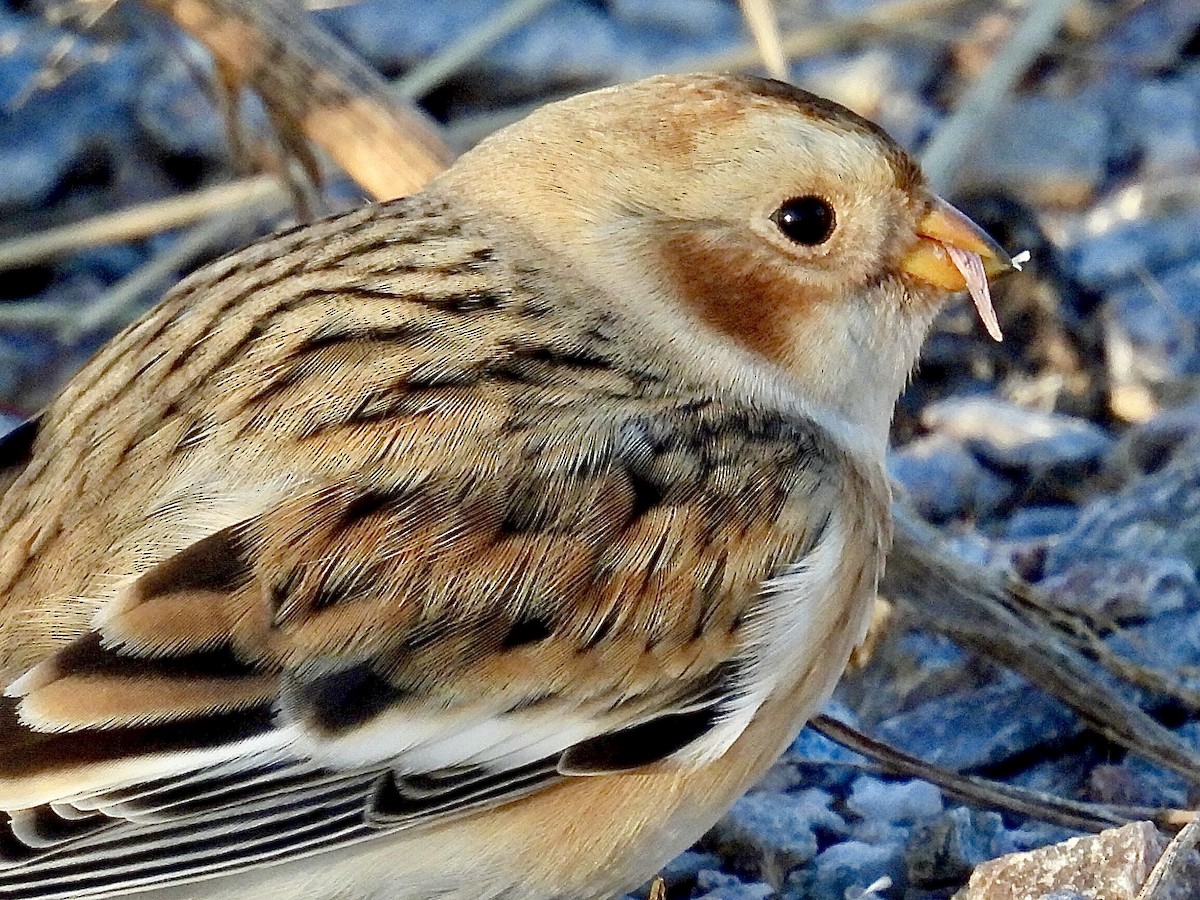 Escribano Nival - ML644344182