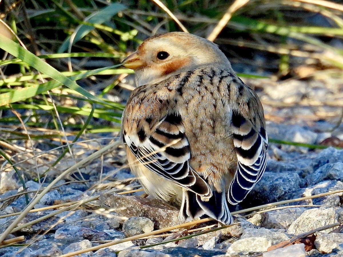 Escribano Nival - ML644344183