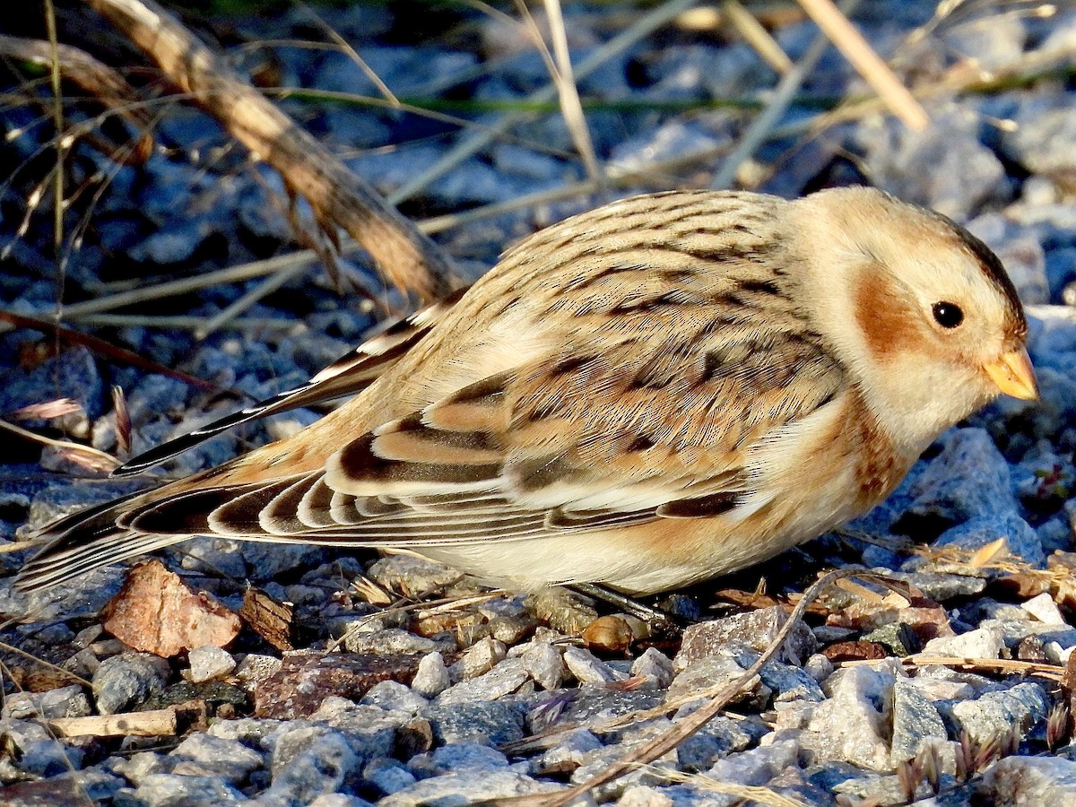 Escribano Nival - ML644344184