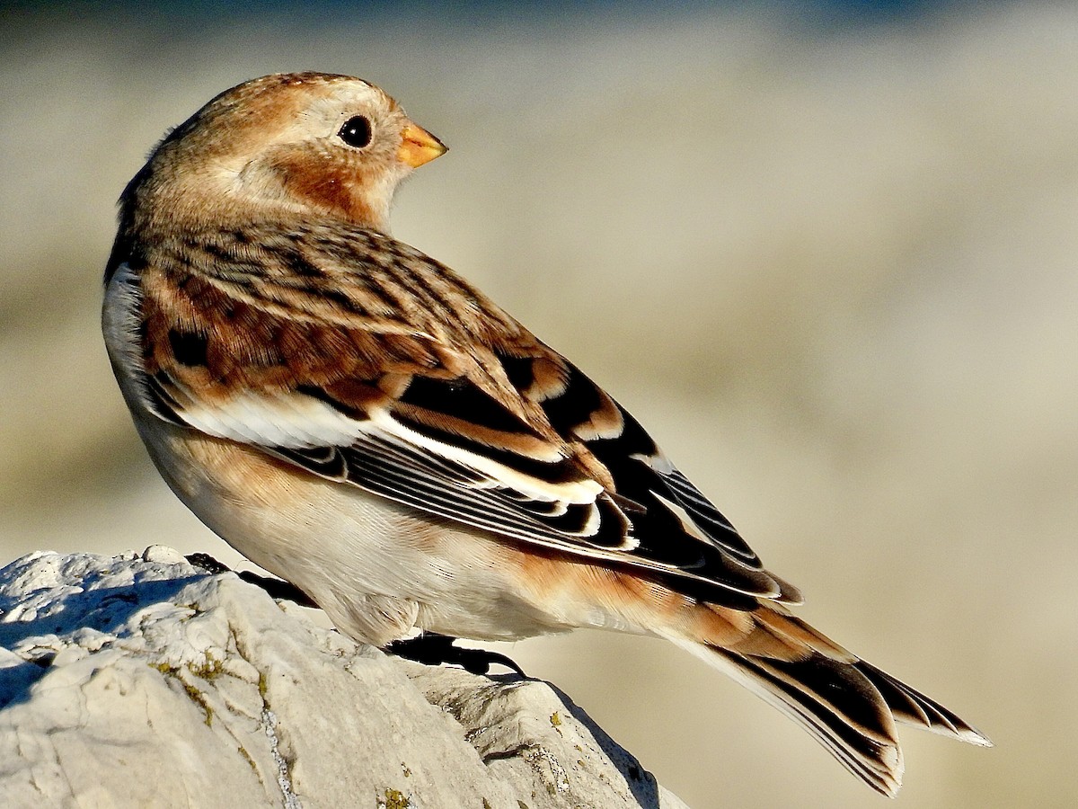 Escribano Nival - ML644344185