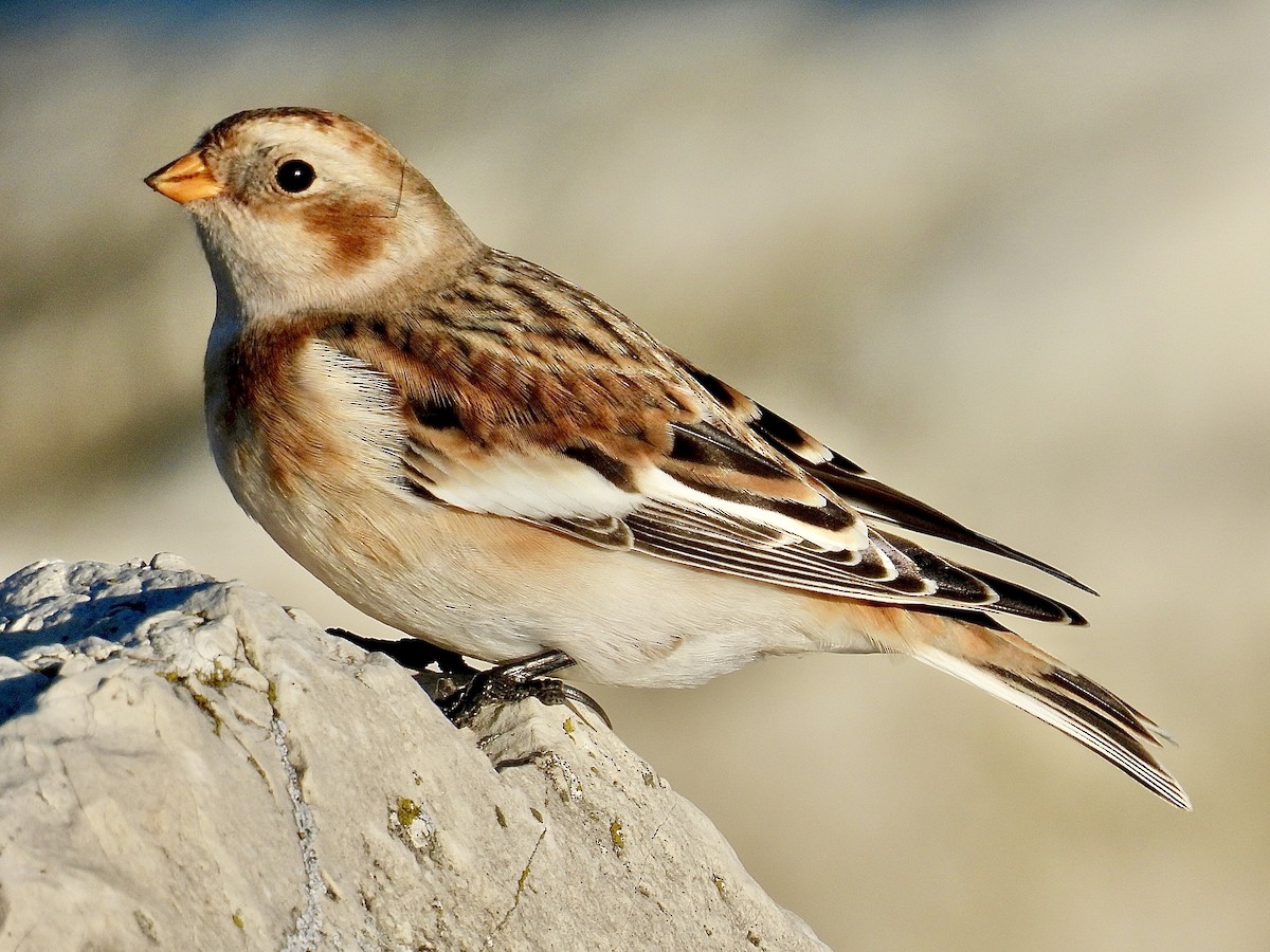 Escribano Nival - ML644344186