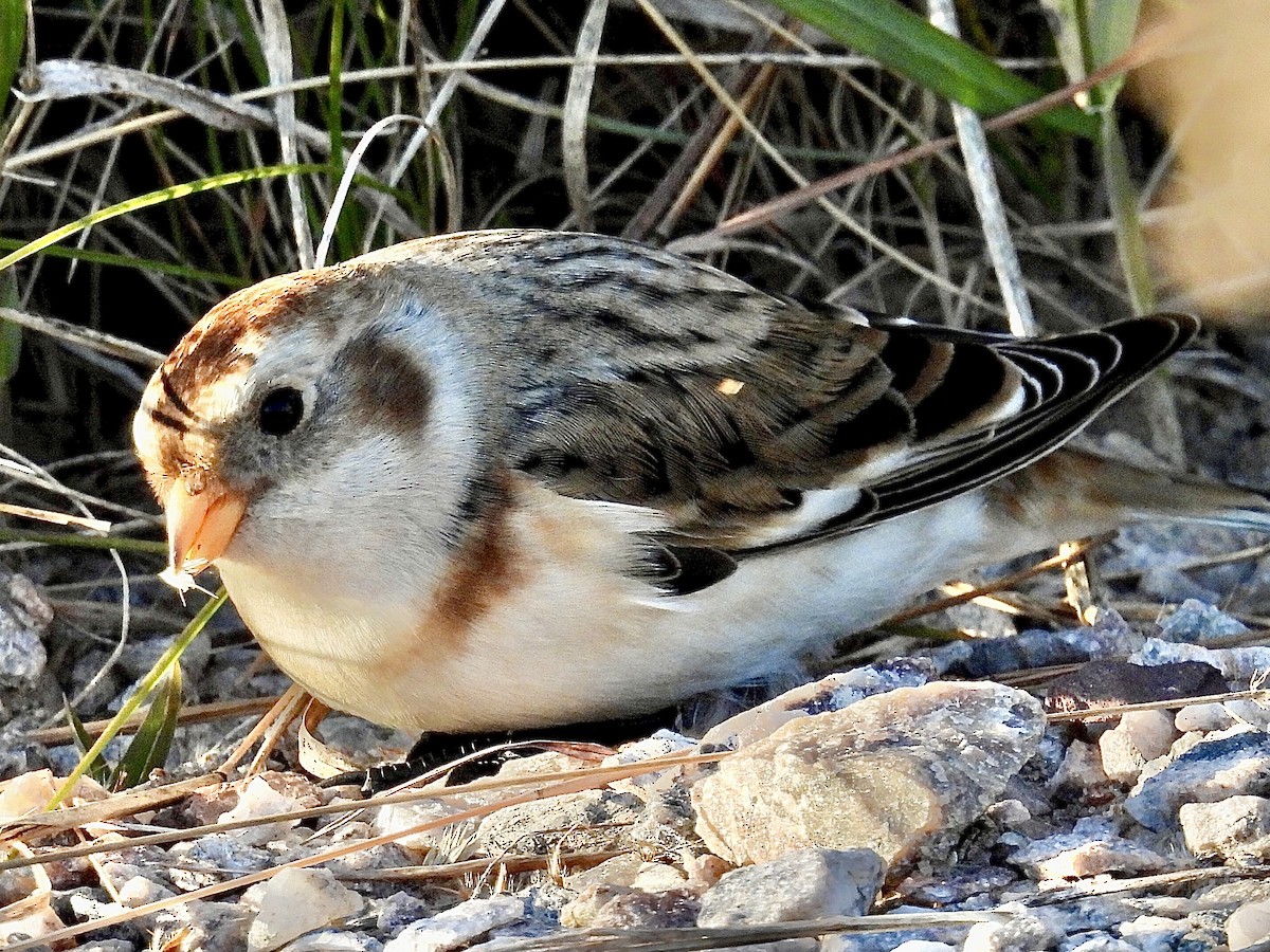 Escribano Nival - ML644344187