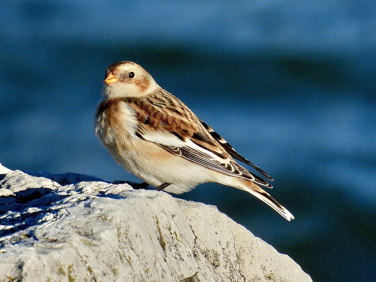 Escribano Nival - ML644344188