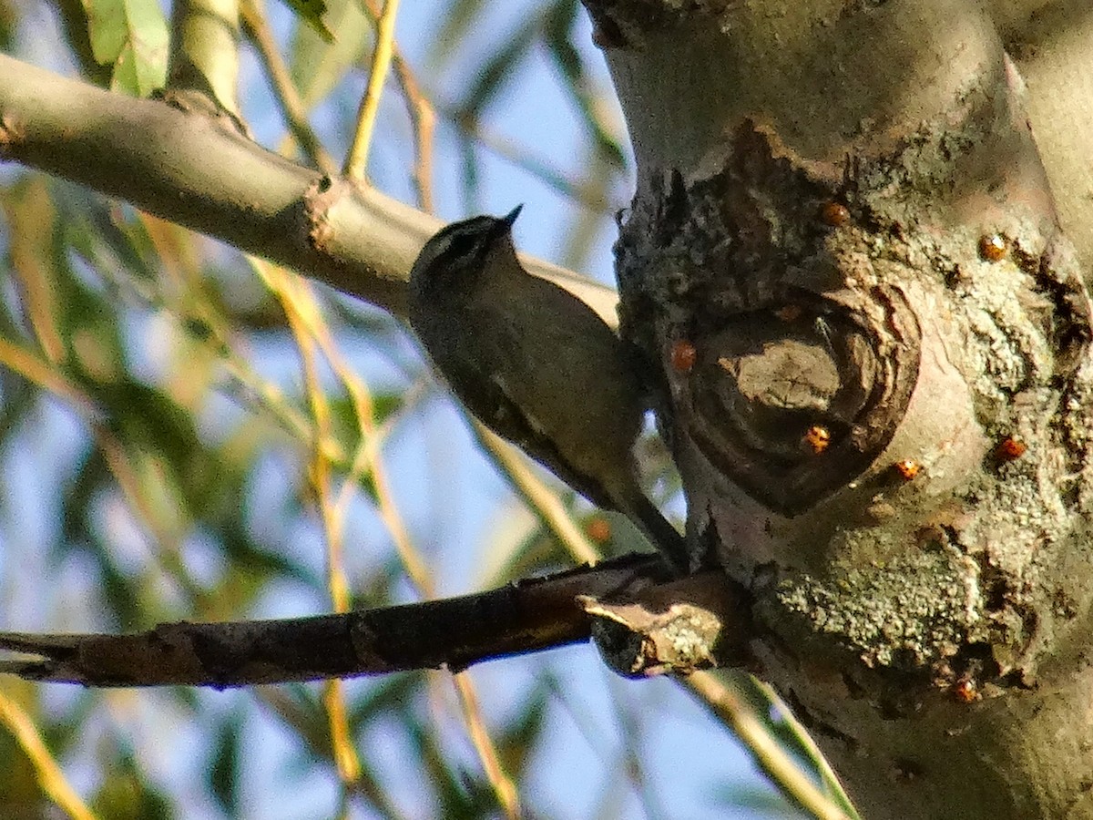 Reyezuelo Sátrapa - ML644344189