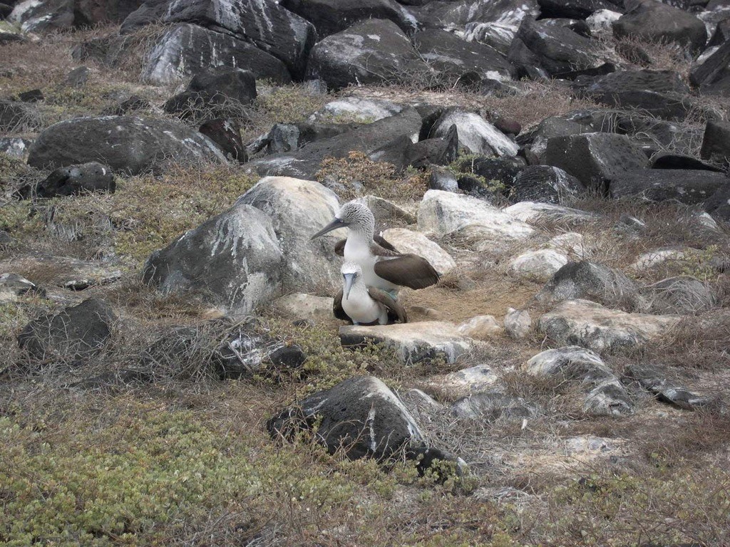 Piquero Camanay - ML644344190