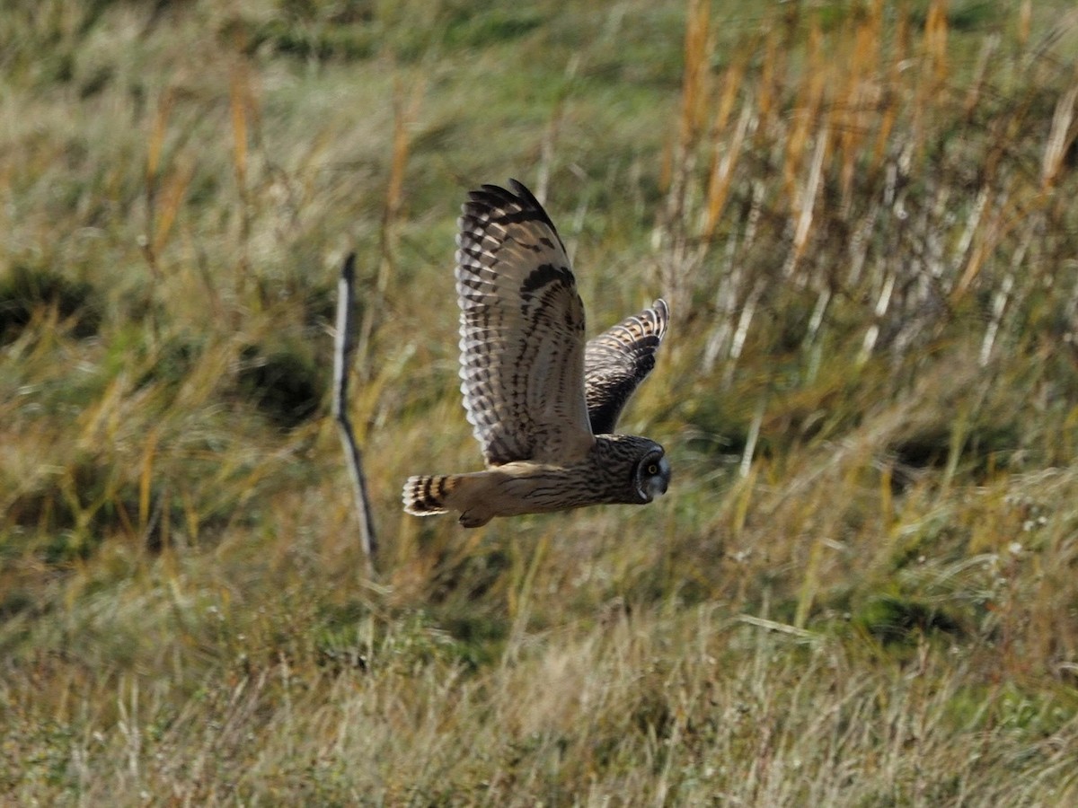 Búho Campestre - ML644344191