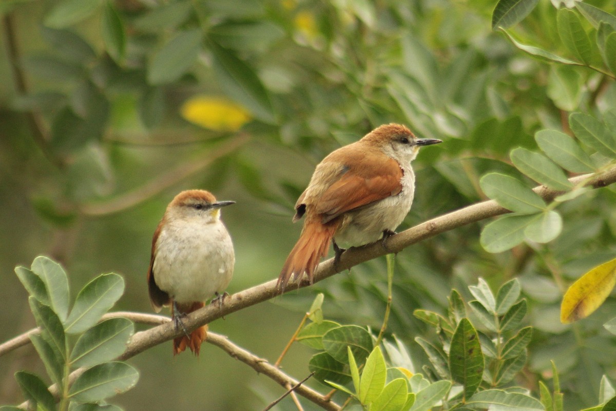 Curutié Colorado - ML644344193