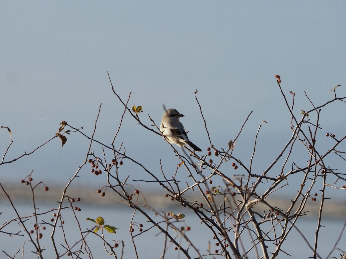Alcaudón Boreal - ML644344195