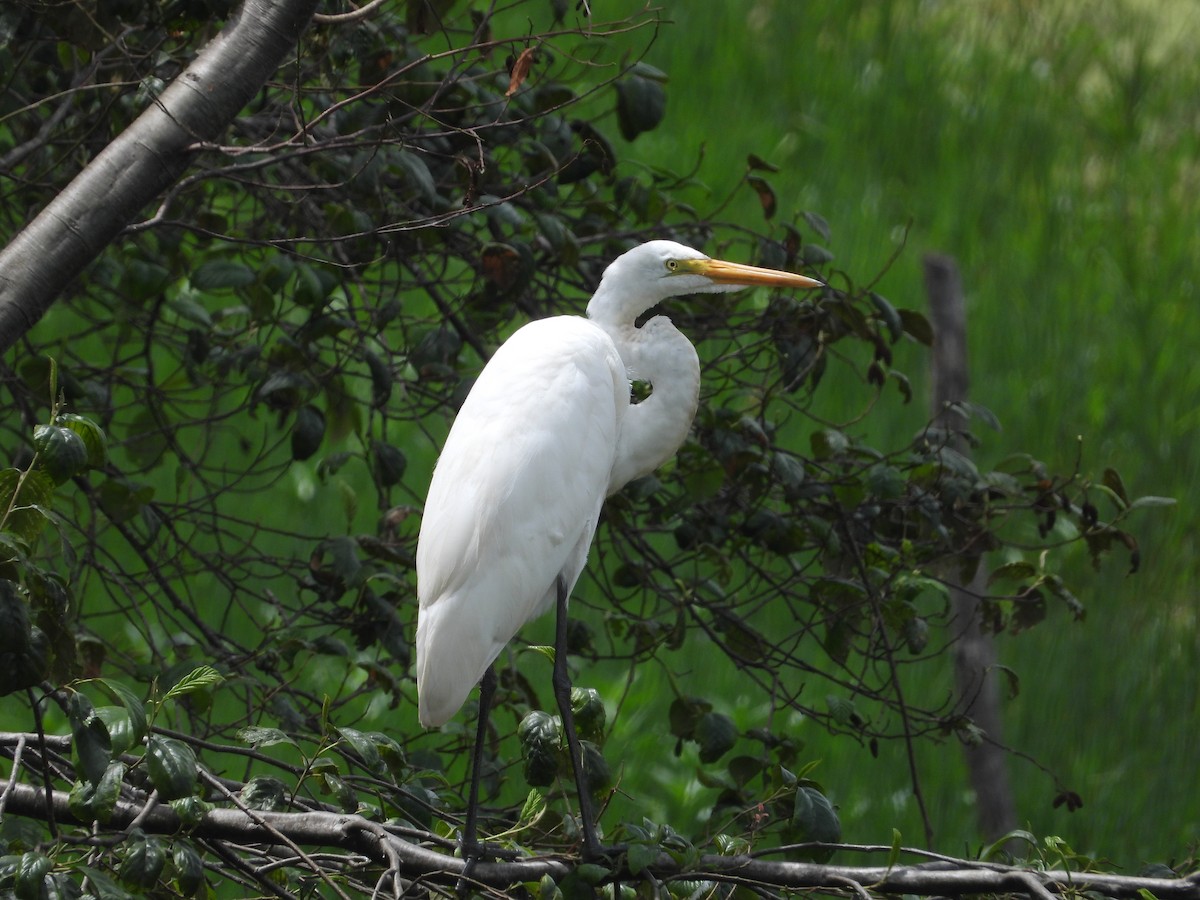 Garceta Grande - ML644344198