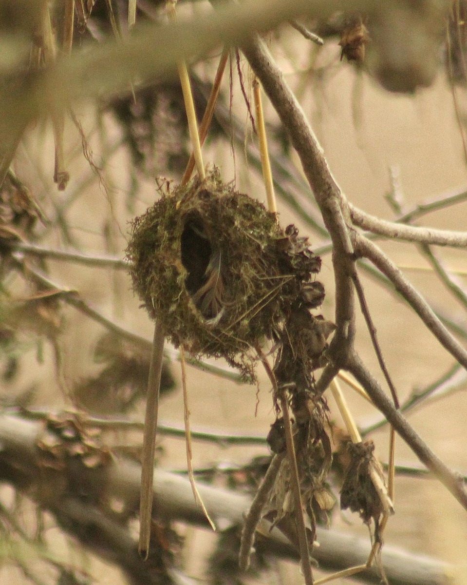 Sooty Tyrannulet - ML644344223