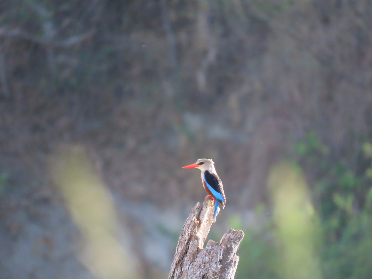 Gray-headed Kingfisher - ML644344226