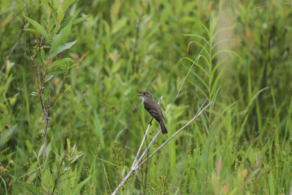 Піві-малюк вербовий - ML644344231