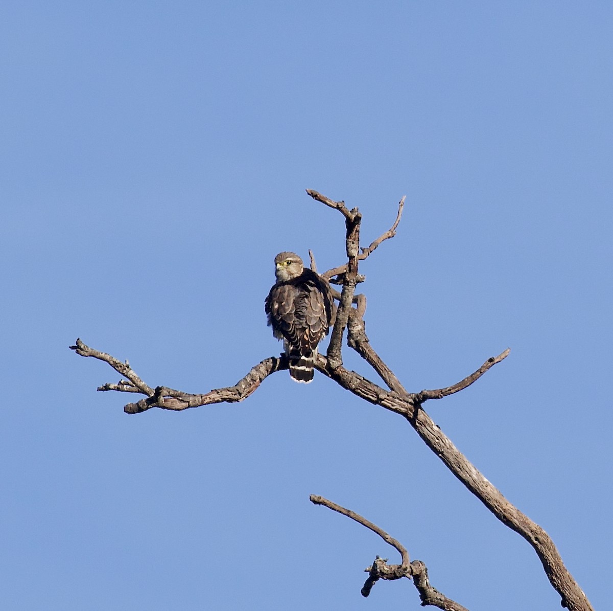 dřemlík tundrový - ML644344234