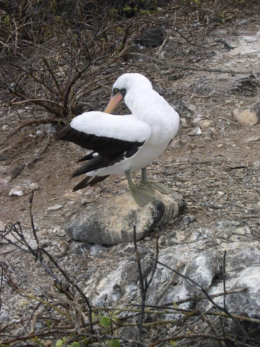 Nazca Booby - ML644344235