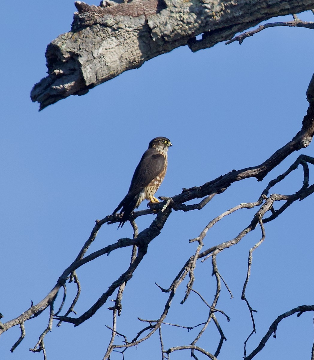 dřemlík tundrový - ML644344238