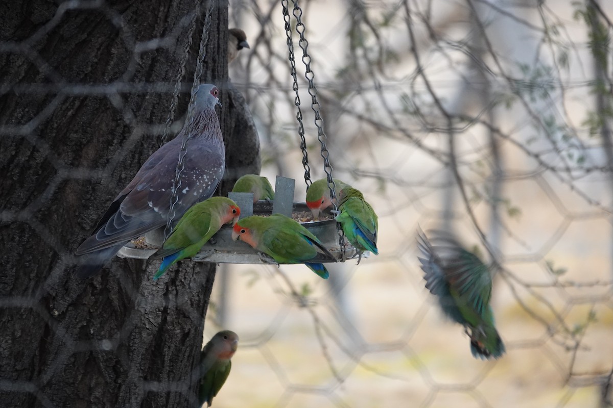 Uso ginearra - ML644344242