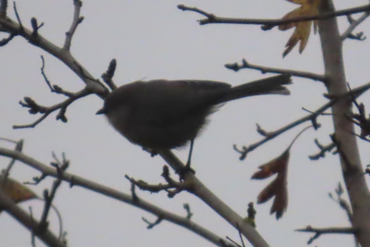 ヤブガラ - ML644344243