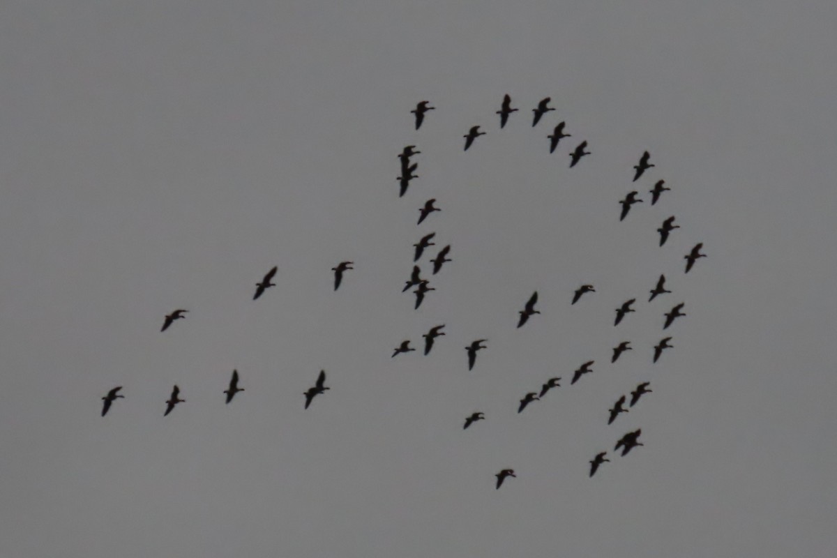 Cackling Goose - ML644344245