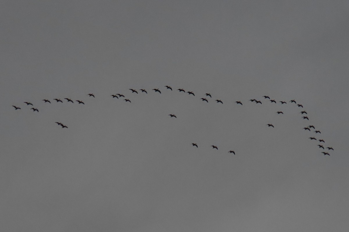 Cackling Goose - ML644344247