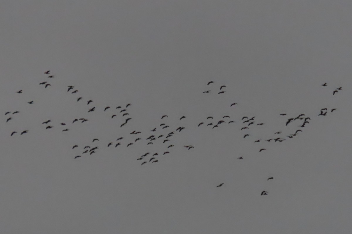 Cackling Goose - ML644344248