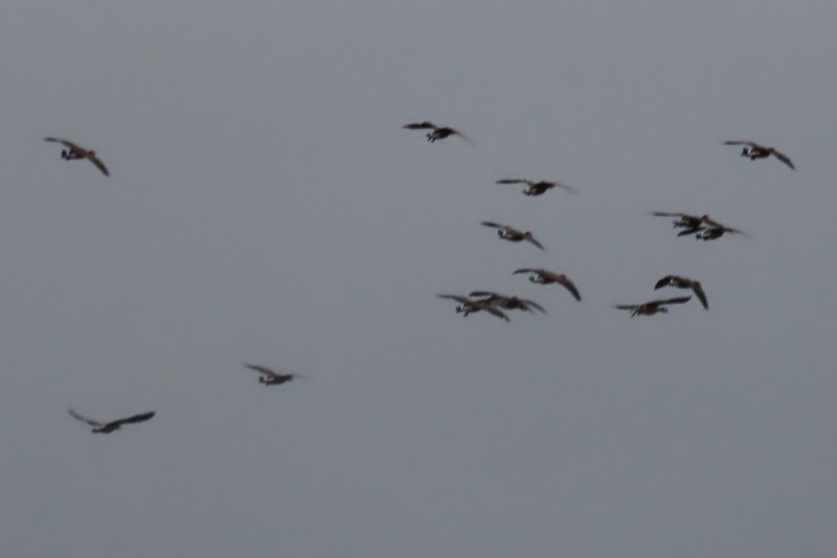 Cackling Goose - ML644344250