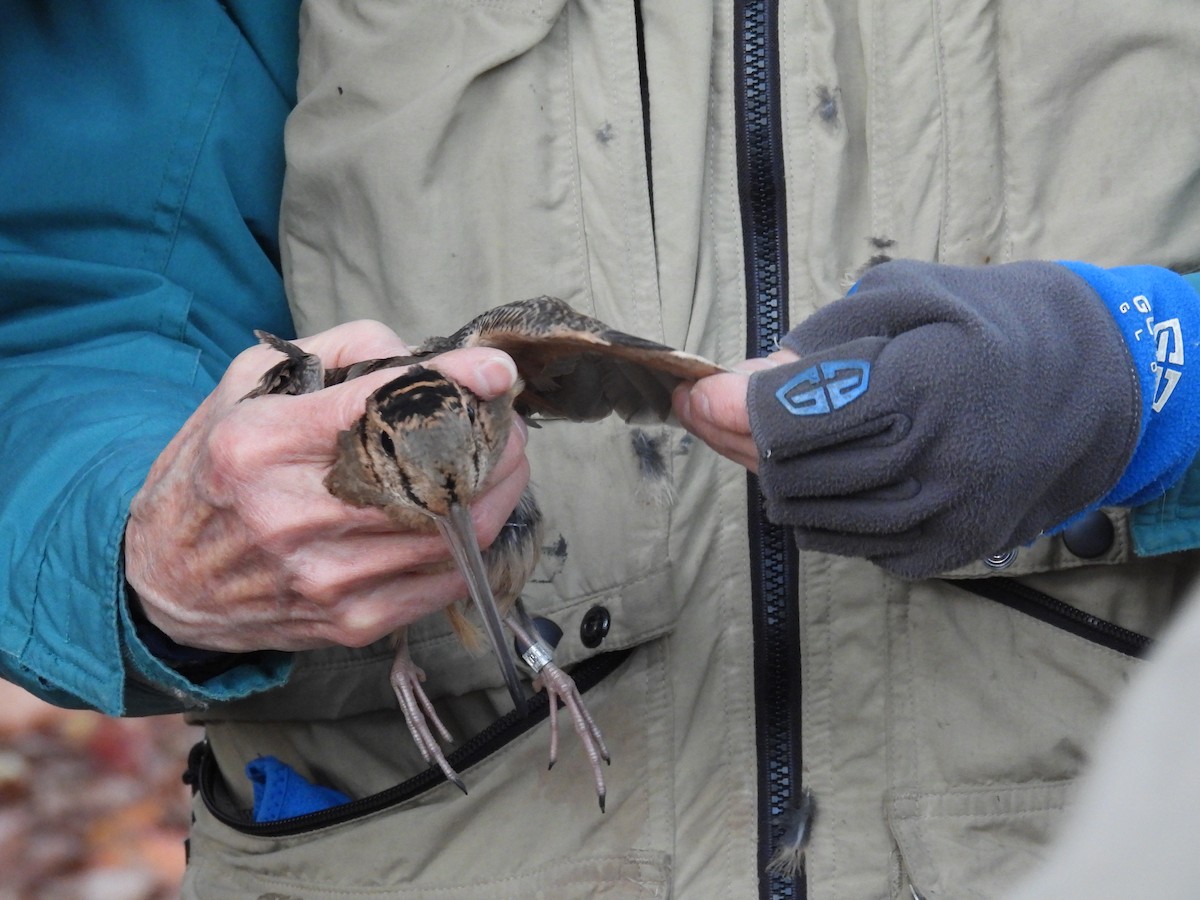 American Woodcock - ML644344252
